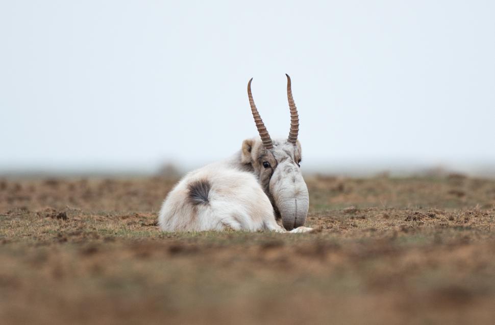 Creatura preistorică, cunoscută pentru aspectul său unic, a fost salvată de la extincție 975688