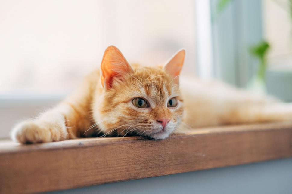 De ce sunt atât de speciale pisicile cu blănița portocalie. Un mister care a fascinat de secole a fost rezolvat 975944