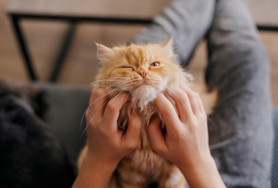 De ce sunt atât de speciale pisicile cu blănița portocalie. Un mister care a fascinat de secole a fost rezolvat 975945