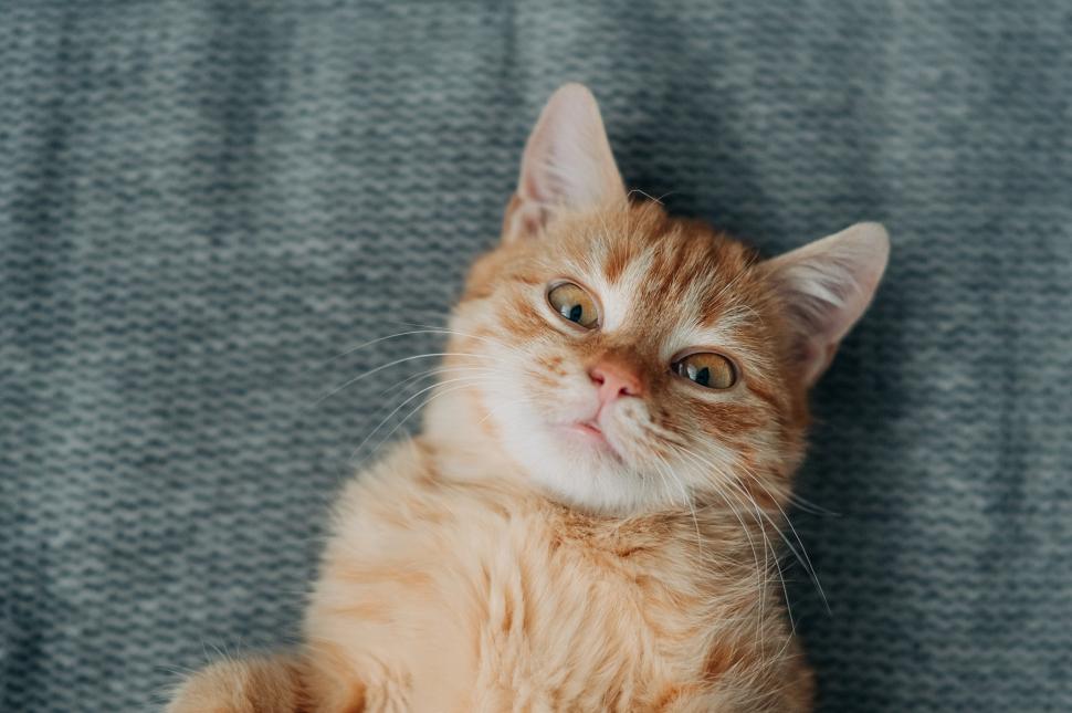 De ce sunt atât de speciale pisicile cu blănița portocalie. Un mister care a fascinat de secole a fost rezolvat 975946