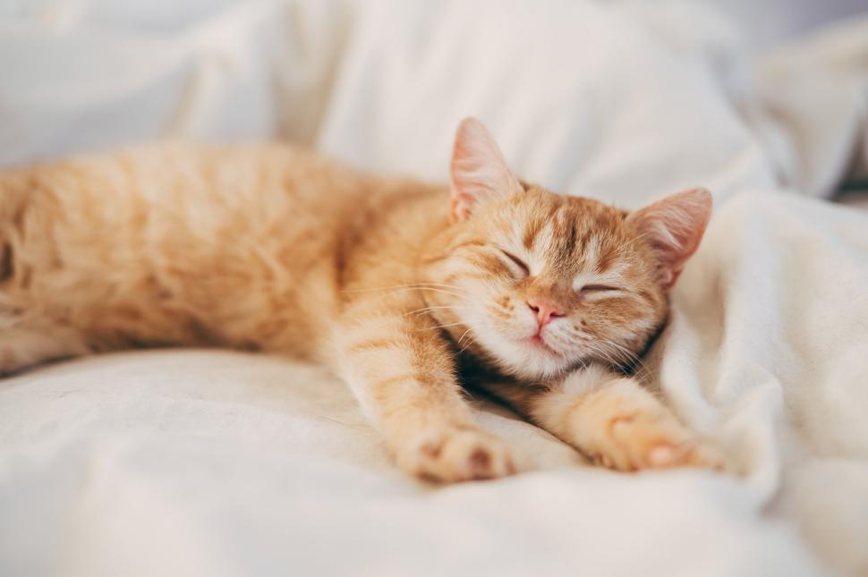 De ce sunt atât de speciale pisicile cu blănița portocalie. Un mister care a fascinat de secole a fost rezolvat 975947