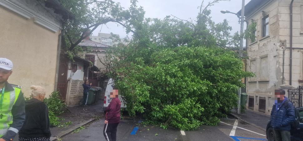 Haos în centrul Bucureștiului: Un copac a căzut pe o stradă din Sectorul 1. Patru mașini și o conductă de gaze, avariate 976036