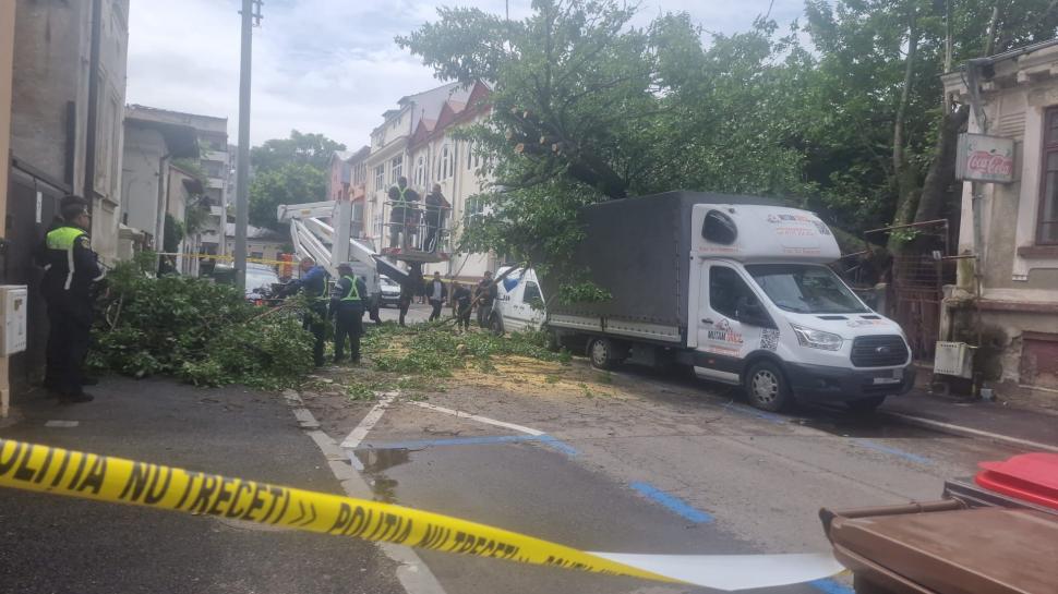 Haos în centrul Bucureștiului: Un copac a căzut pe o stradă din Sectorul 1. Patru mașini și o conductă de gaze, avariate 976038