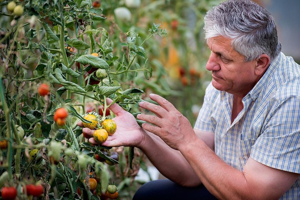 „Am dormit în frig ca să salvez semințele”: mărturia cutremurătoare a omului care ține vie grădina genetică a României 976583