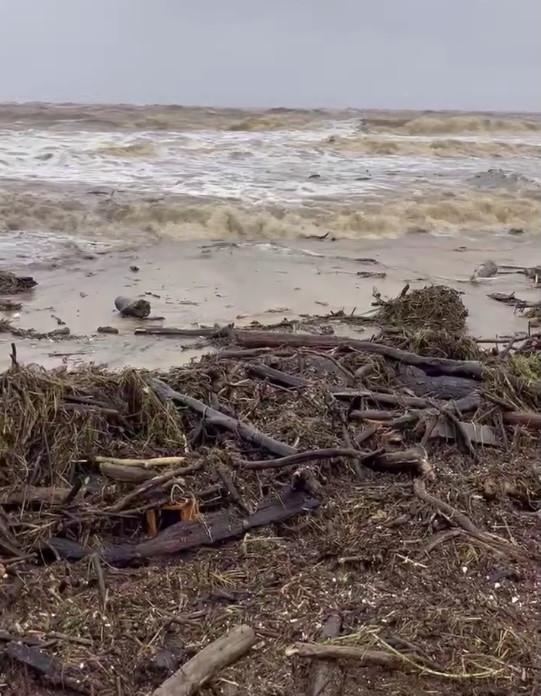 Oamenii sunt uluiți: O vacă luată de viitură și aruncată în ocean a fost găsită în viață, la 70 km distanță de casă, pe plajă 976829