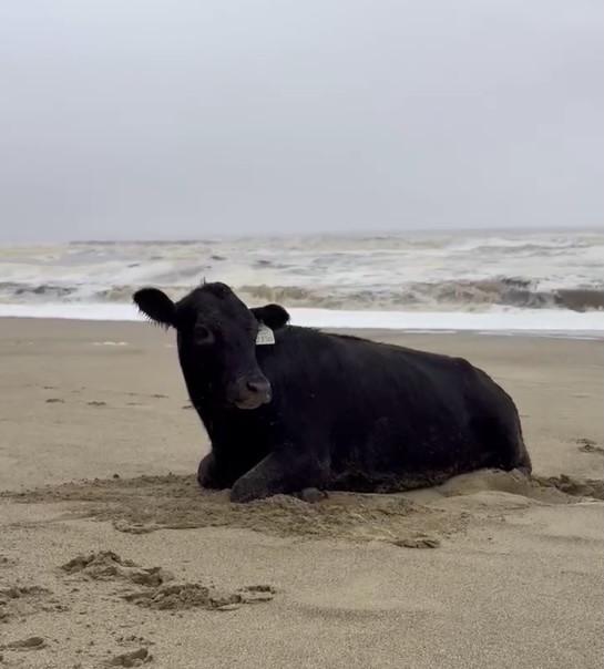 Oamenii sunt uluiți: O vacă luată de viitură și aruncată în ocean a fost găsită în viață, la 70 km distanță de casă, pe plajă 976830