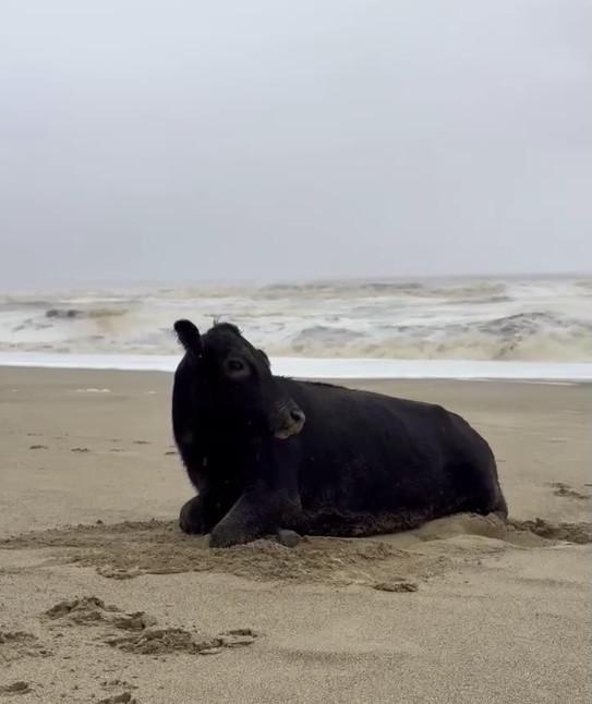 Oamenii sunt uluiți: O vacă luată de viitură și aruncată în ocean a fost găsită în viață, la 70 km distanță de casă, pe plajă 976831