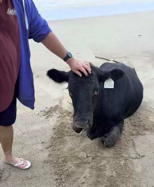 Oamenii sunt uluiți: O vacă luată de viitură și aruncată în ocean a fost găsită în viață, la 70 km distanță de casă, pe plajă 976832