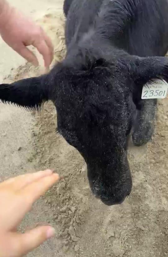 Oamenii sunt uluiți: O vacă luată de viitură și aruncată în ocean a fost găsită în viață, la 70 km distanță de casă, pe plajă 976833