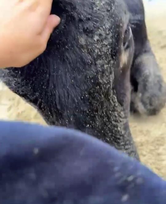 Oamenii sunt uluiți: O vacă luată de viitură și aruncată în ocean a fost găsită în viață, la 70 km distanță de casă, pe plajă 976834