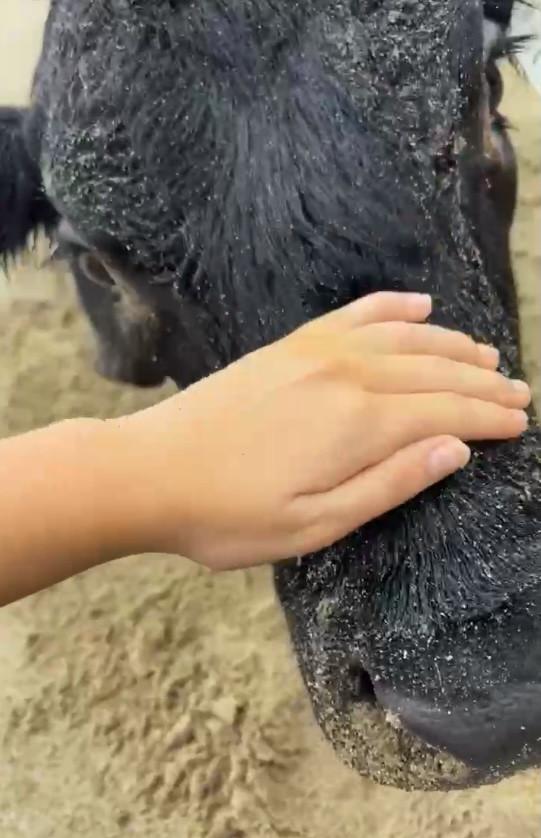 Oamenii sunt uluiți: O vacă luată de viitură și aruncată în ocean a fost găsită în viață, la 70 km distanță de casă, pe plajă 976835