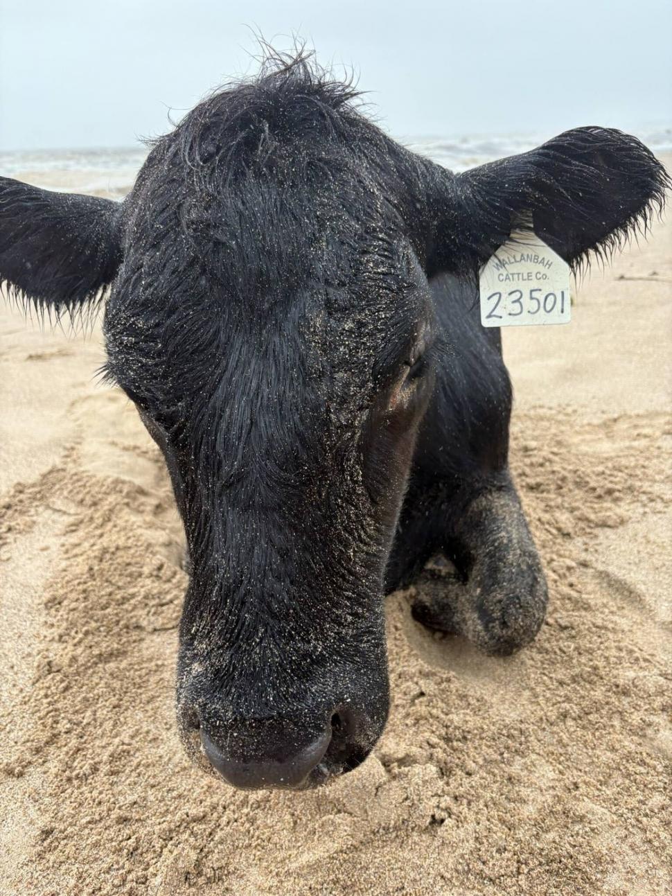 Oamenii sunt uluiți: O vacă luată de viitură și aruncată în ocean a fost găsită în viață, la 70 km distanță de casă, pe plajă 976836