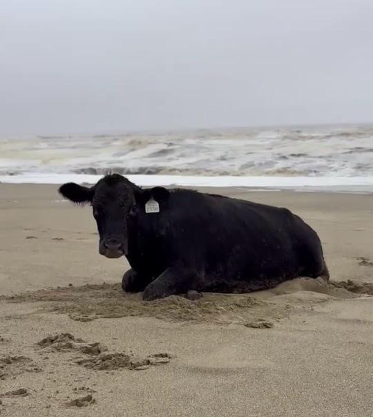 Oamenii sunt uluiți: O vacă luată de viitură și aruncată în ocean a fost găsită în viață, la 70 km distanță de casă, pe plajă 976837