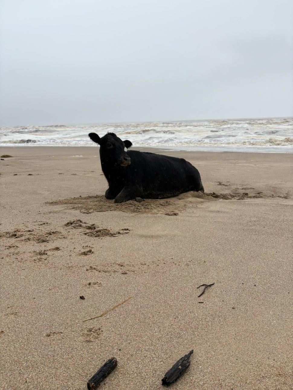 Oamenii sunt uluiți: O vacă luată de viitură și aruncată în ocean a fost găsită în viață, la 70 km distanță de casă, pe plajă 976840
