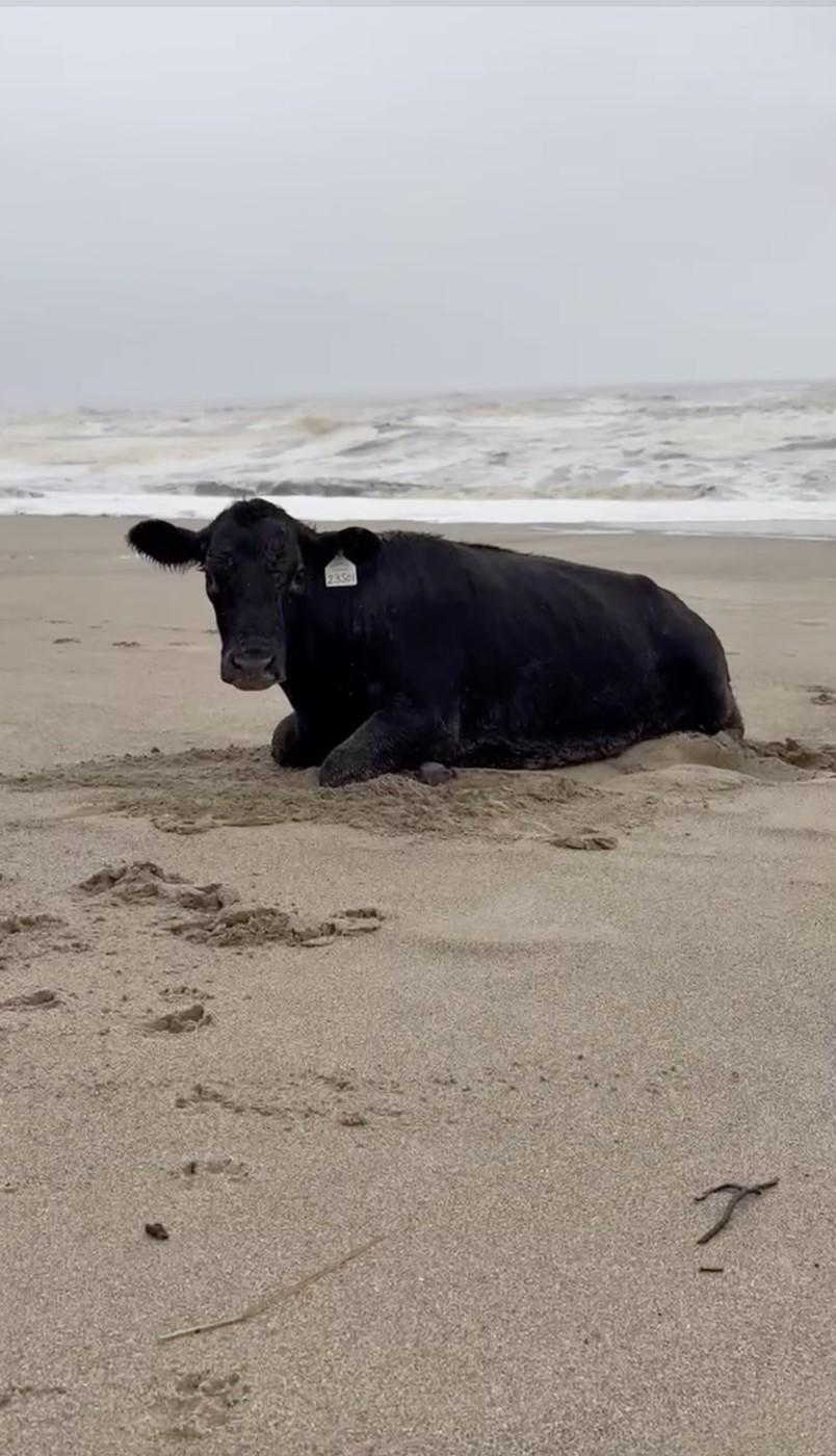 Oamenii sunt uluiți: O vacă luată de viitură și aruncată în ocean a fost găsită în viață, la 70 km distanță de casă, pe plajă 976841