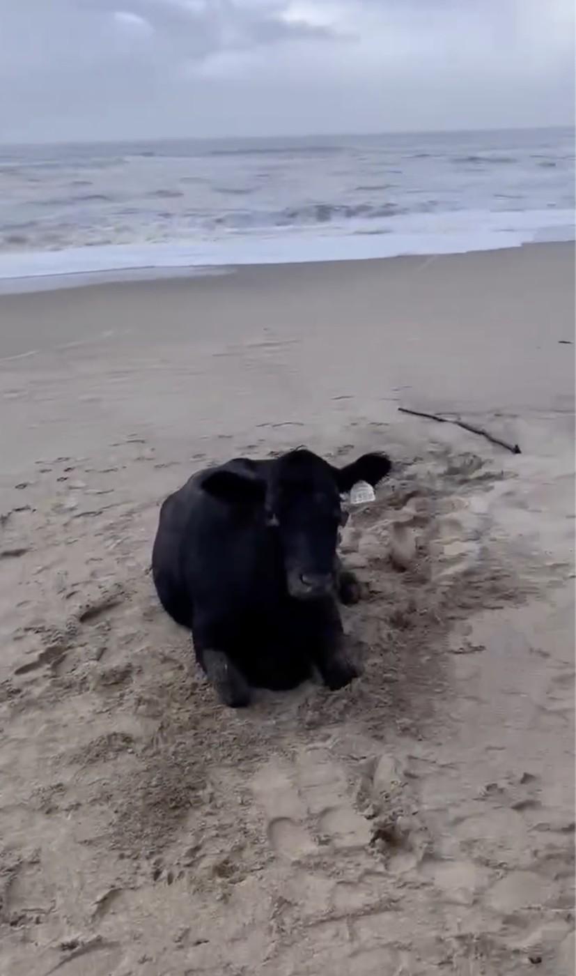 Oamenii sunt uluiți: O vacă luată de viitură și aruncată în ocean a fost găsită în viață, la 70 km distanță de casă, pe plajă 976842