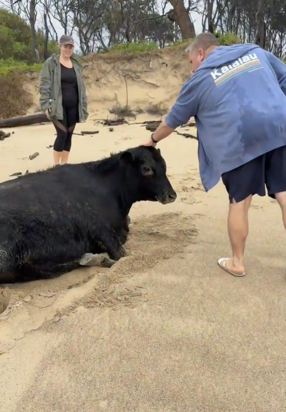 Oamenii sunt uluiți: O vacă luată de viitură și aruncată în ocean a fost găsită în viață, la 70 km distanță de casă, pe plajă 976843