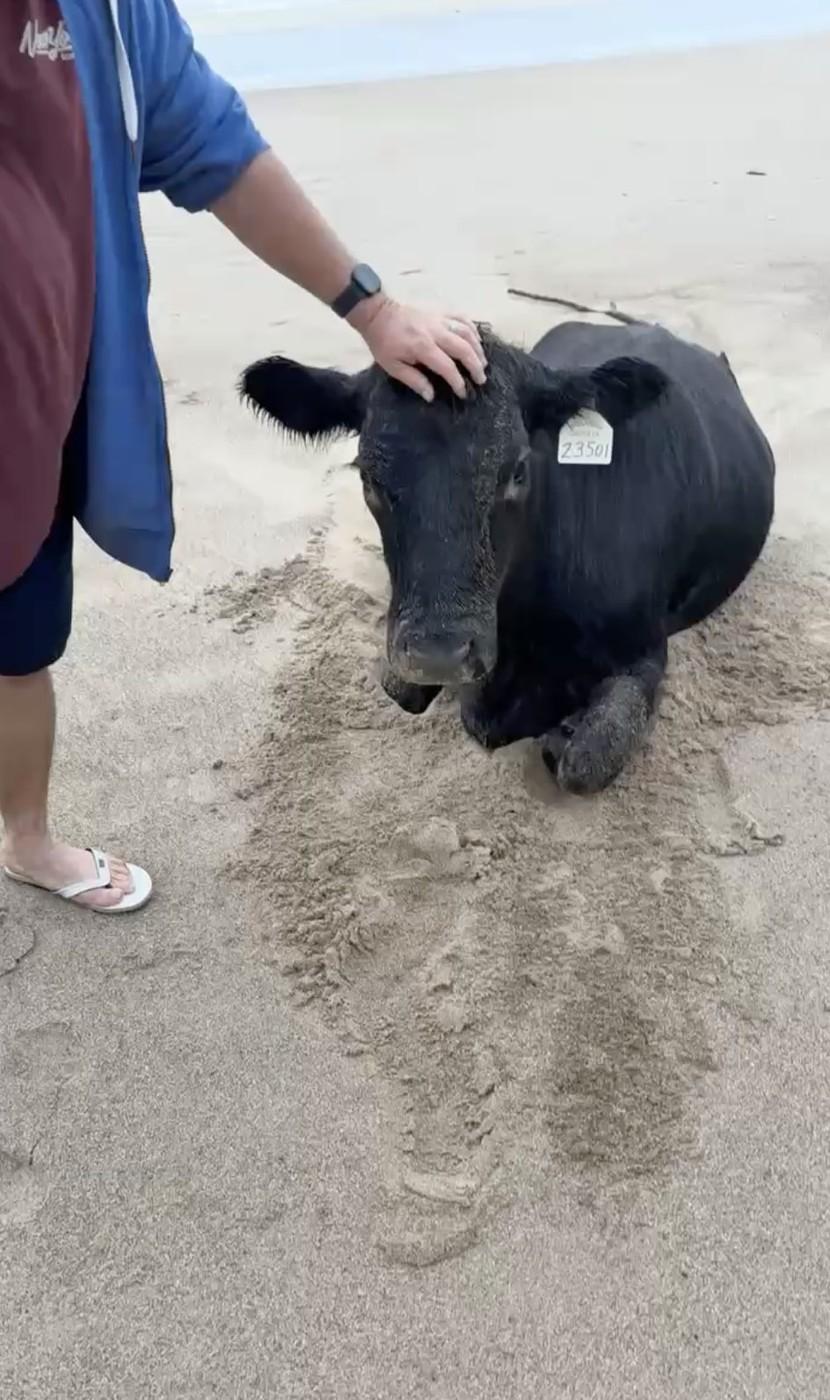 Oamenii sunt uluiți: O vacă luată de viitură și aruncată în ocean a fost găsită în viață, la 70 km distanță de casă, pe plajă 976844