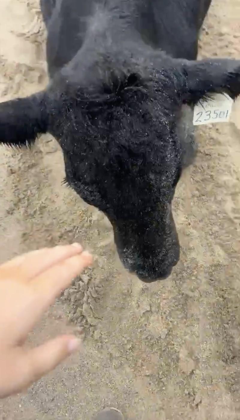 Oamenii sunt uluiți: O vacă luată de viitură și aruncată în ocean a fost găsită în viață, la 70 km distanță de casă, pe plajă 976845