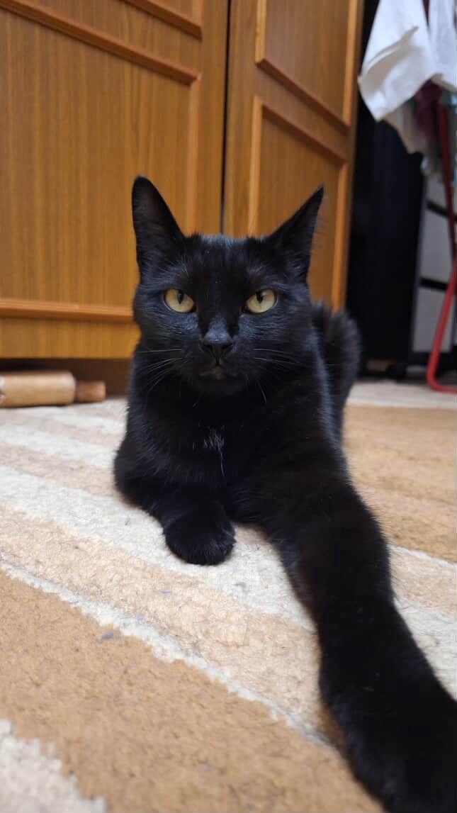 Povestea Lunei, pisica bolnavă de inimă care a furat inimile salvatorilor 976779