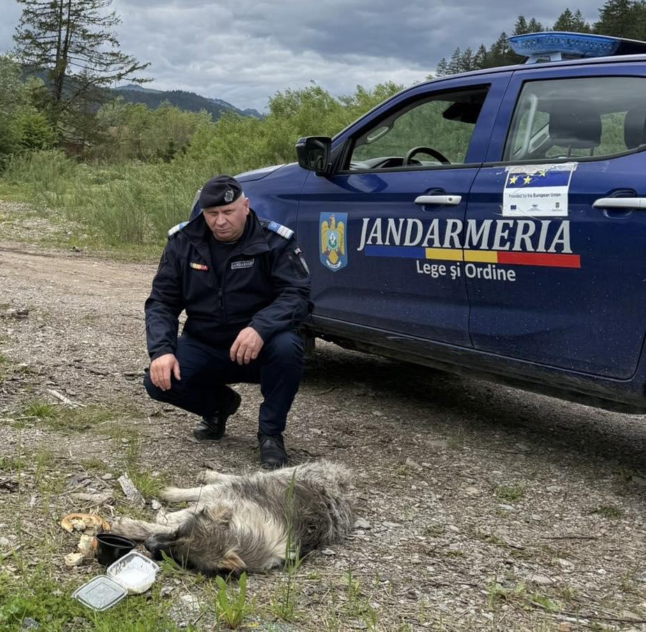 Scene şocante în Suceava. O femeie a legat un câine de mașină și l-a târât pe o stradă. Animalul a fost salvat de jandarmi 977057