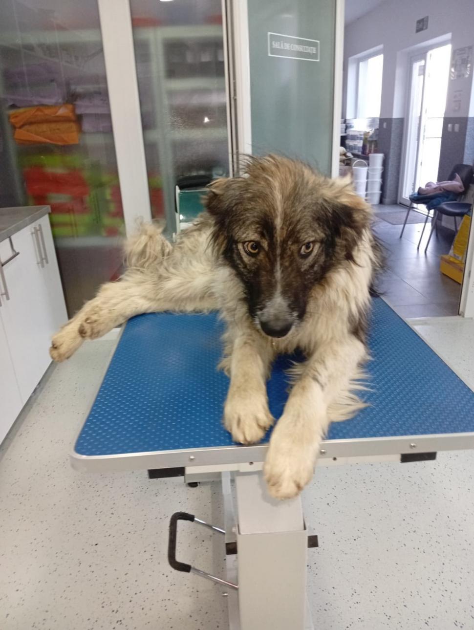 Scene şocante în Suceava. O femeie a legat un câine de mașină și l-a târât pe o stradă. Animalul a fost salvat de jandarmi 977058