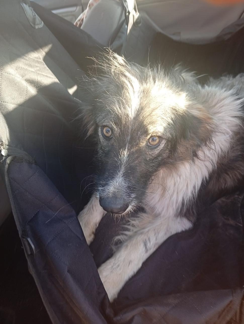 Scene şocante în Suceava. O femeie a legat un câine de mașină și l-a târât pe o stradă. Animalul a fost salvat de jandarmi 977059