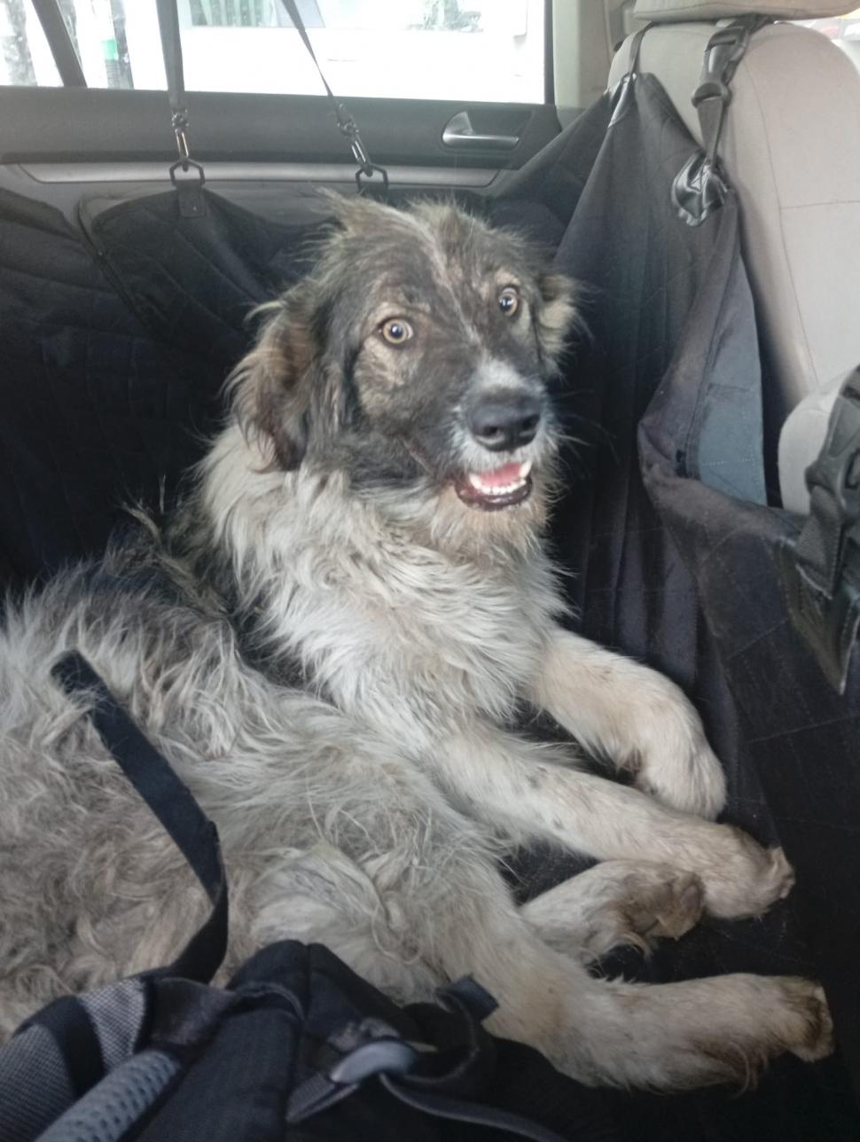 Scene şocante în Suceava. O femeie a legat un câine de mașină și l-a târât pe o stradă. Animalul a fost salvat de jandarmi 977060