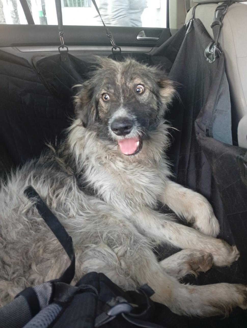 Scene şocante în Suceava. O femeie a legat un câine de mașină și l-a târât pe o stradă. Animalul a fost salvat de jandarmi 977061