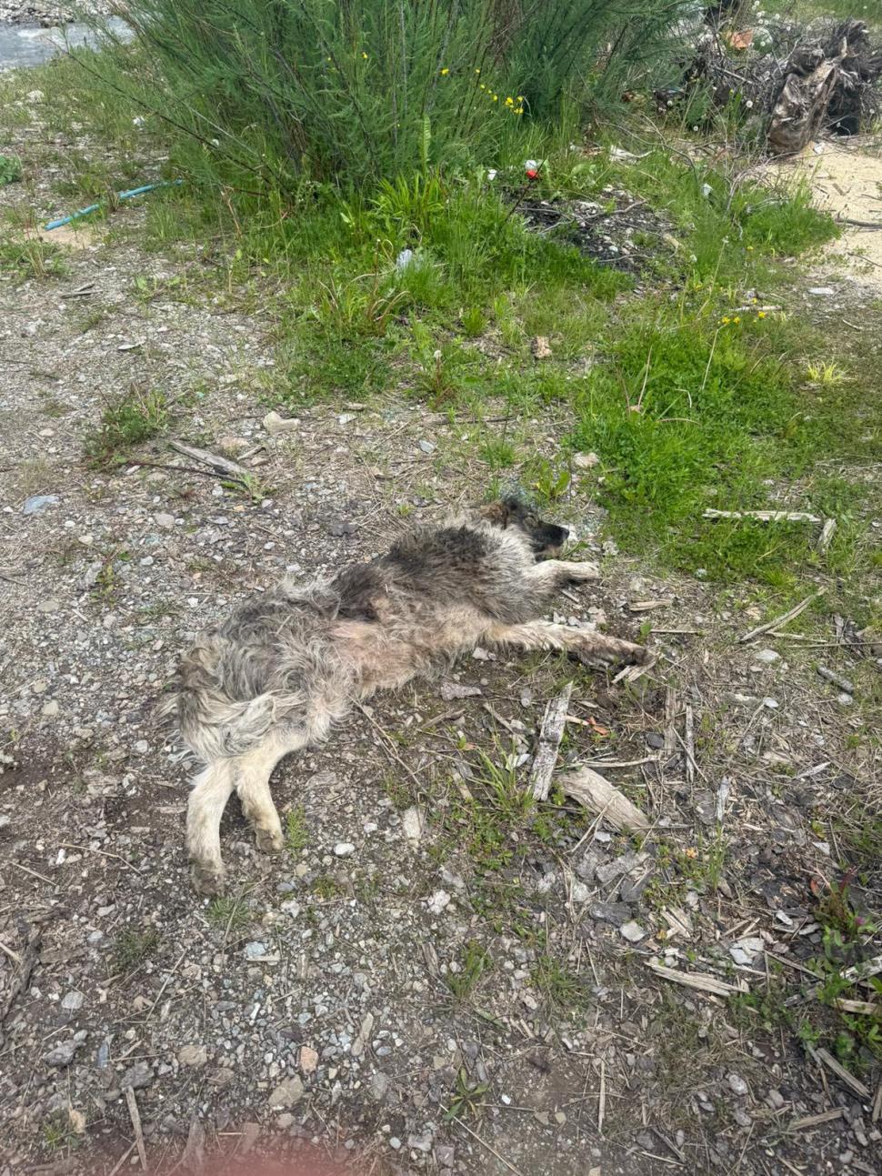Scene şocante în Suceava. O femeie a legat un câine de mașină și l-a târât pe o stradă. Animalul a fost salvat de jandarmi 977063