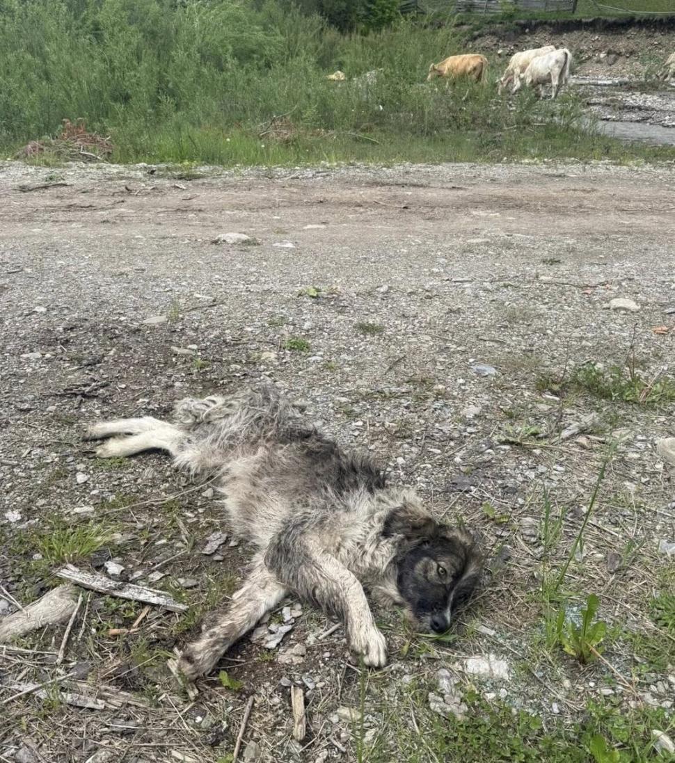 Scene şocante în Suceava. O femeie a legat un câine de mașină și l-a târât pe o stradă. Animalul a fost salvat de jandarmi 977064