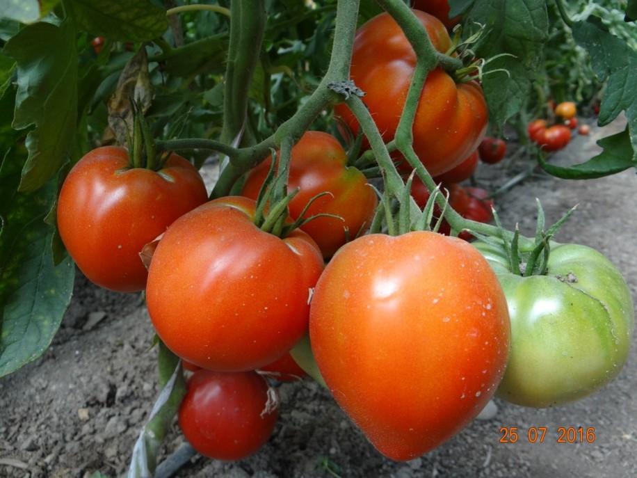 Cum a pierdut România ceapa aurie de Buzău, roșiile „inimă de bou” şi pepenii de Lovrin: „Nu le mai putem revendica” 976882