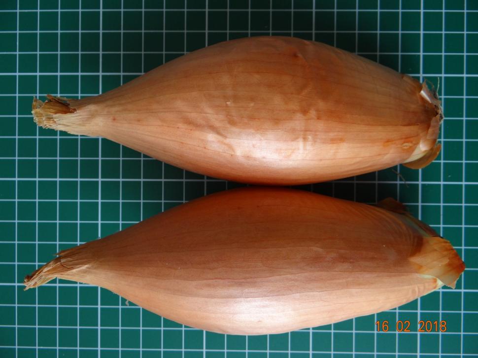 Cum a pierdut România ceapa aurie de Buzău, roșiile „inimă de bou” şi pepenii de Lovrin: „Nu le mai putem revendica” 976883