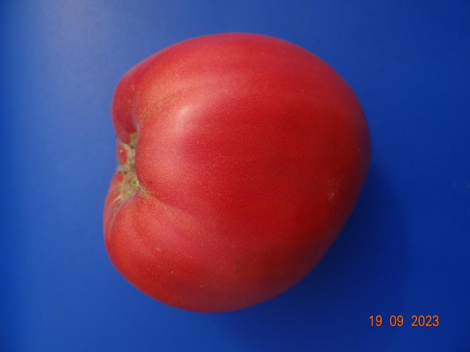 Cum a pierdut România ceapa aurie de Buzău, roșiile „inimă de bou” şi pepenii de Lovrin: „Nu le mai putem revendica” 976886