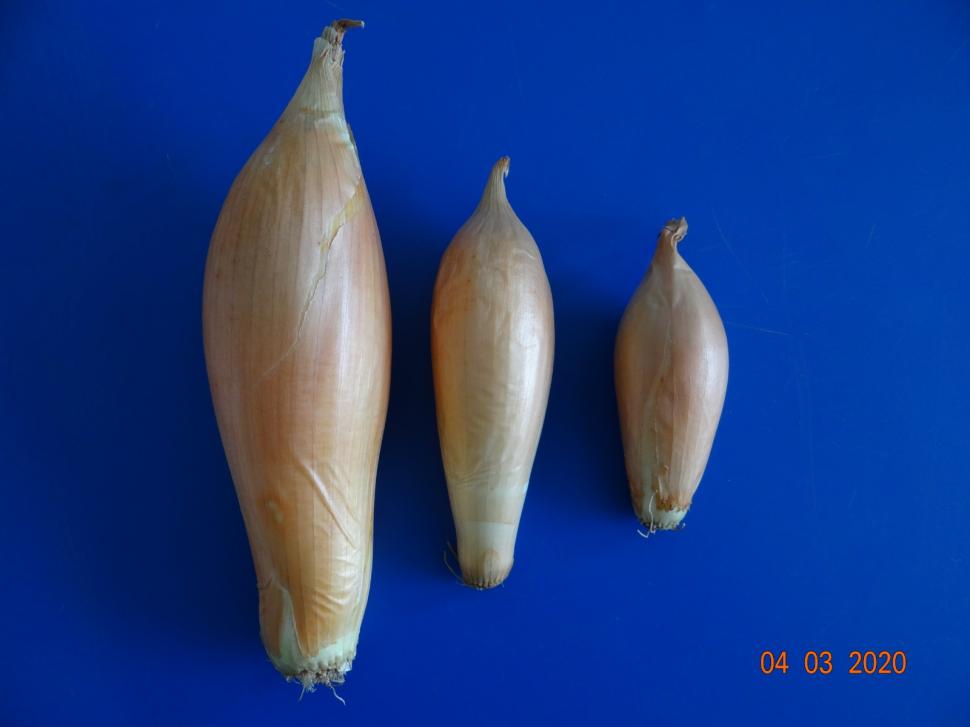 Cum a pierdut România ceapa aurie de Buzău, roșiile „inimă de bou” şi pepenii de Lovrin: „Nu le mai putem revendica” 976888