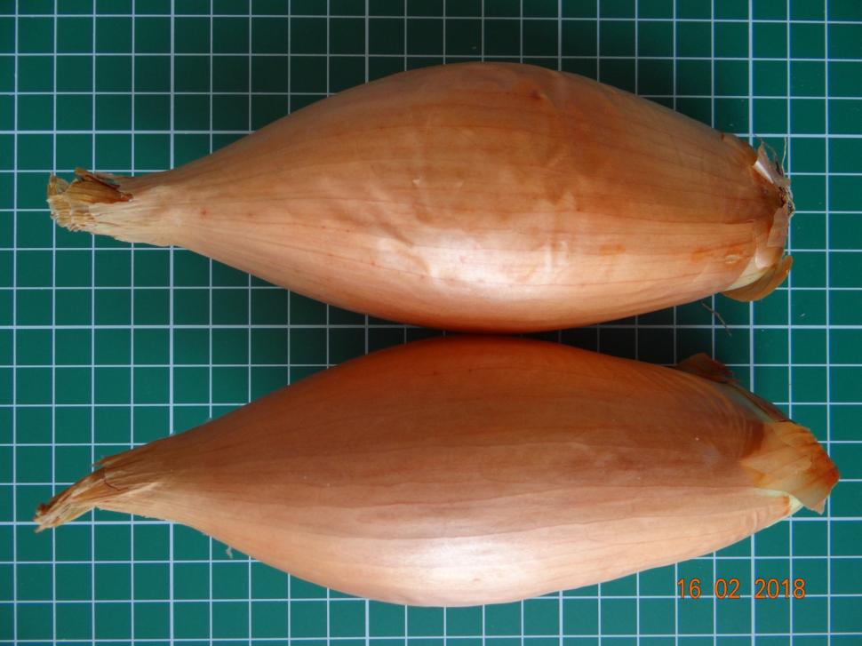 Cum a pierdut România ceapa aurie de Buzău, roșiile „inimă de bou” şi pepenii de Lovrin: „Nu le mai putem revendica” 976890