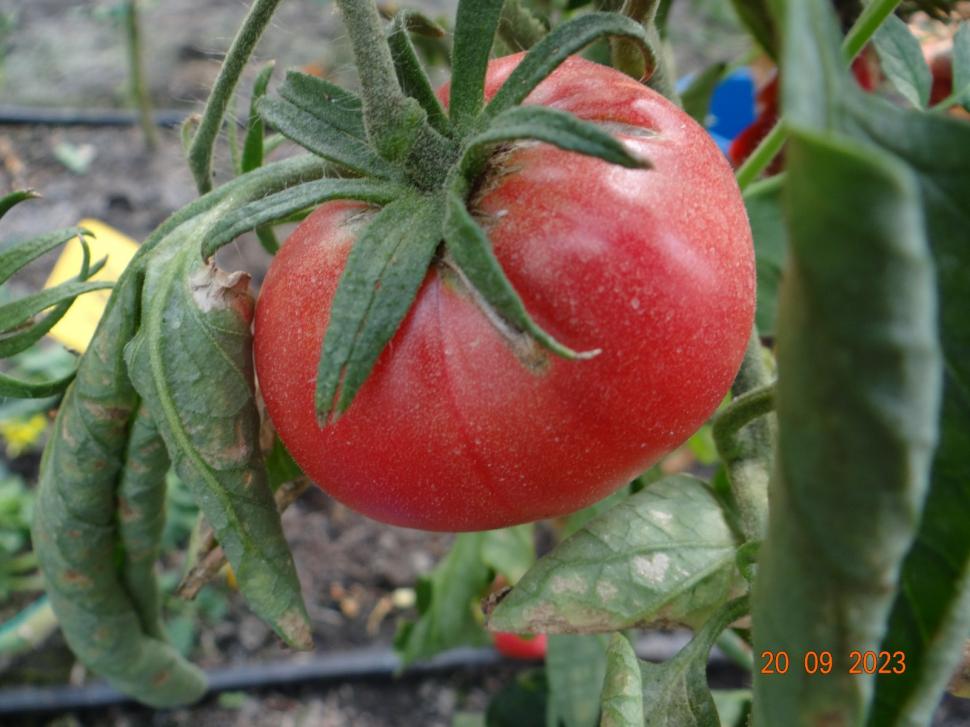 Cum a pierdut România ceapa aurie de Buzău, roșiile „inimă de bou” şi pepenii de Lovrin: „Nu le mai putem revendica” 976892