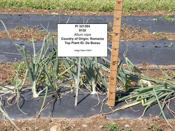 Cum a pierdut România ceapa aurie de Buzău, roșiile „inimă de bou” şi pepenii de Lovrin: „Nu le mai putem revendica” 976893