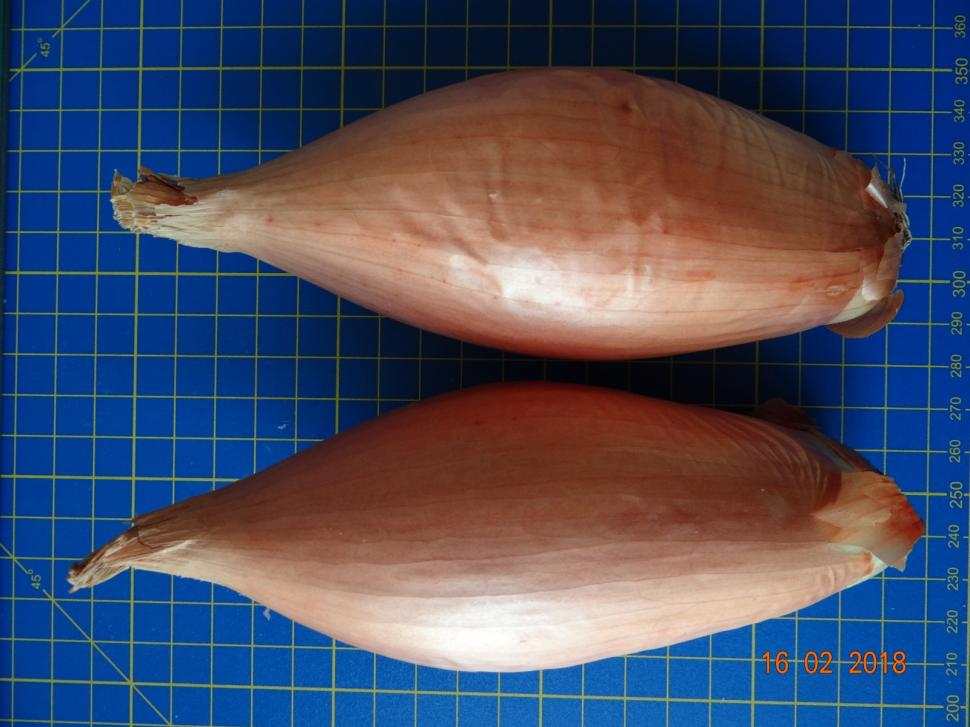 Cum a pierdut România ceapa aurie de Buzău, roșiile „inimă de bou” şi pepenii de Lovrin: „Nu le mai putem revendica” 976894