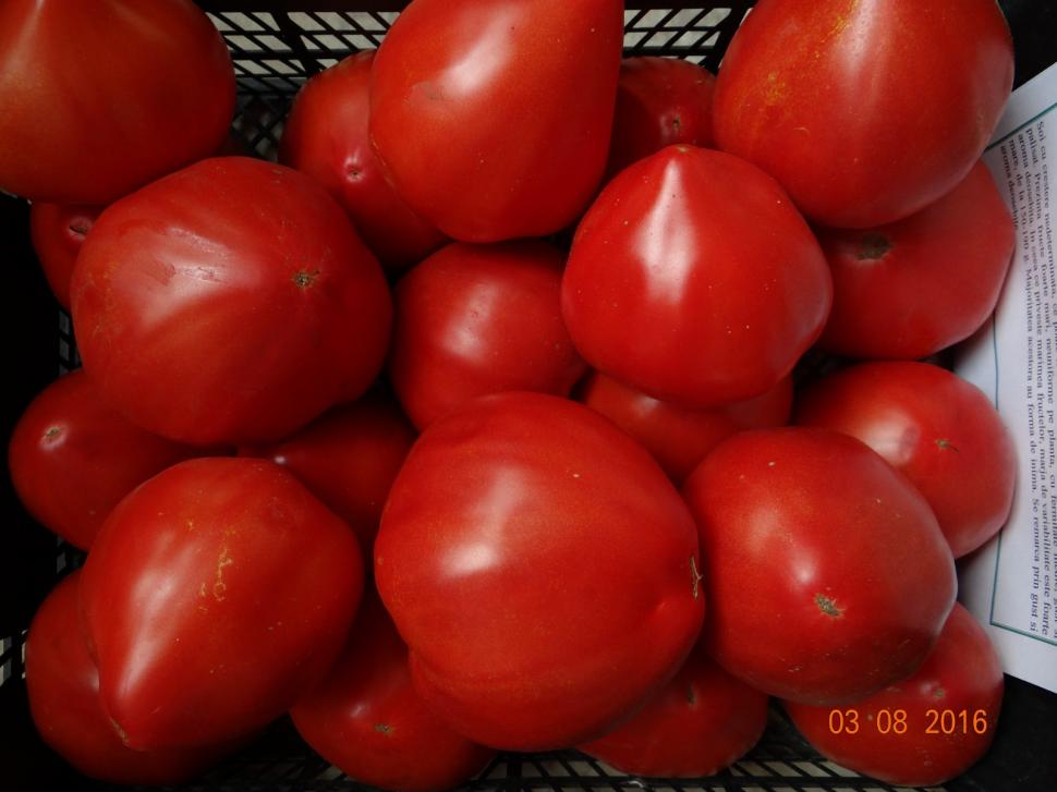 Cum a pierdut România ceapa aurie de Buzău, roșiile „inimă de bou” şi pepenii de Lovrin: „Nu le mai putem revendica” 976895