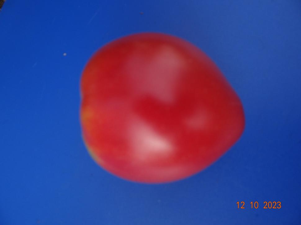 Cum a pierdut România ceapa aurie de Buzău, roșiile „inimă de bou” şi pepenii de Lovrin: „Nu le mai putem revendica” 976898