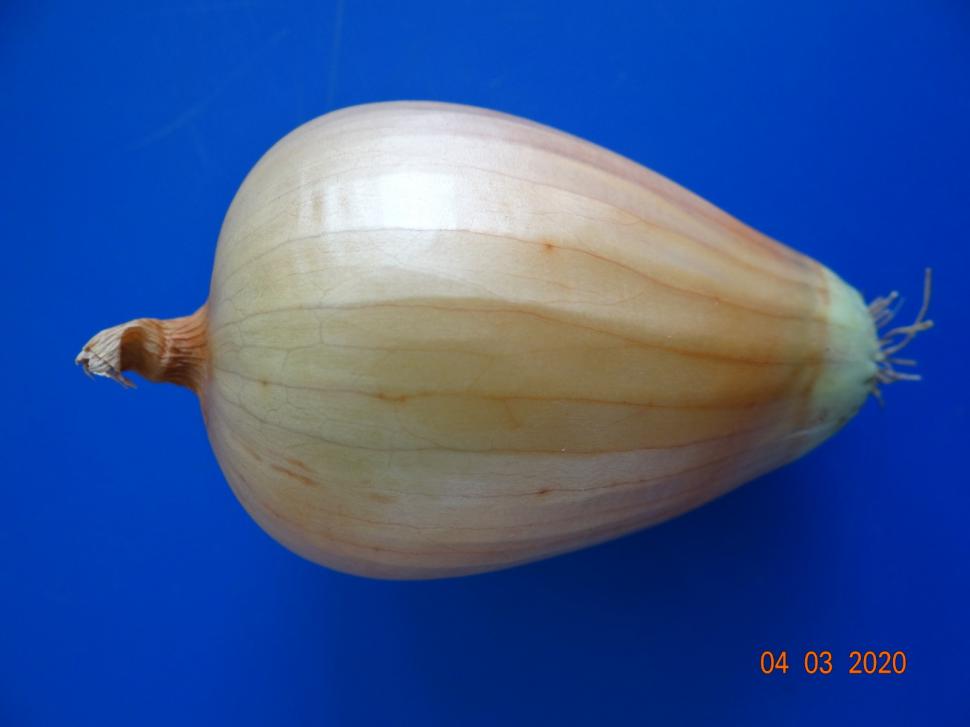 Cum a pierdut România ceapa aurie de Buzău, roșiile „inimă de bou” şi pepenii de Lovrin: „Nu le mai putem revendica” 976899