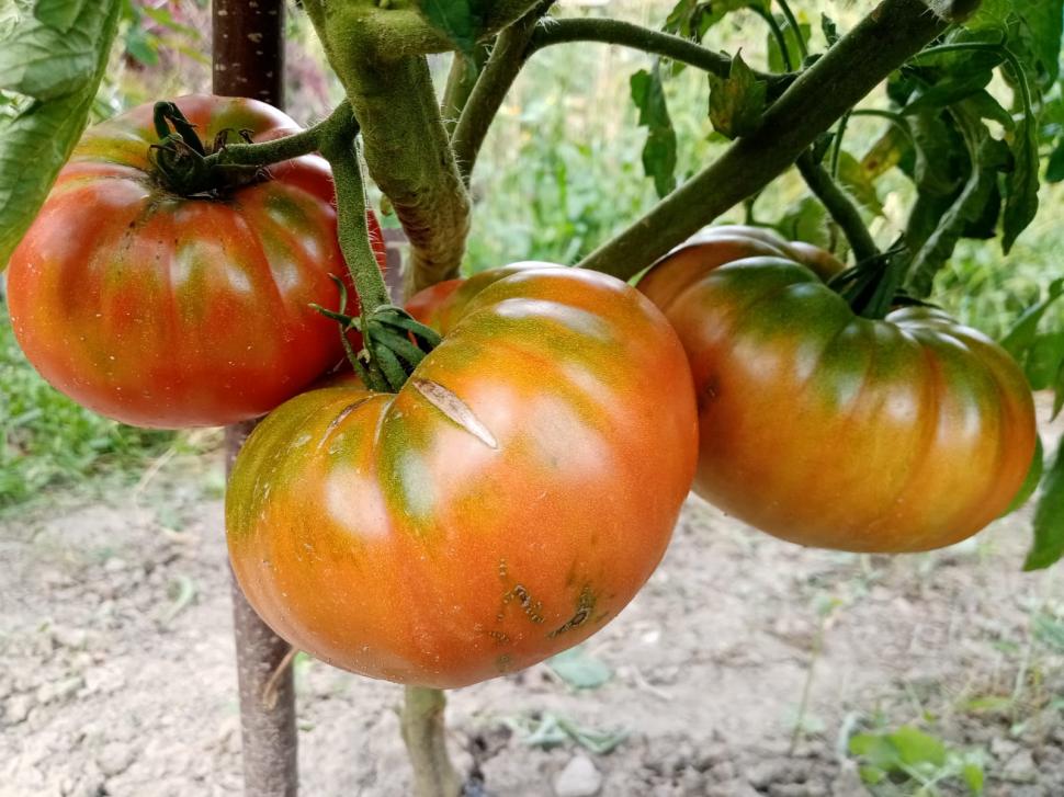 Cum a pierdut România ceapa aurie de Buzău, roșiile „inimă de bou” şi pepenii de Lovrin: „Nu le mai putem revendica” 976900