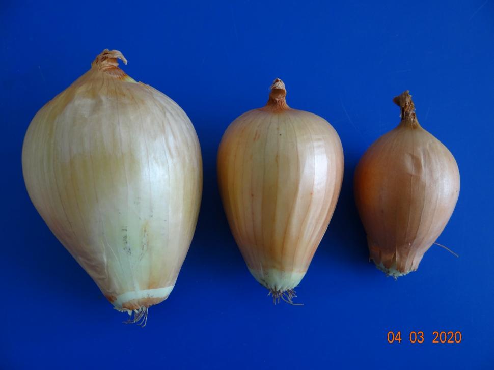 Cum a pierdut România ceapa aurie de Buzău, roșiile „inimă de bou” şi pepenii de Lovrin: „Nu le mai putem revendica” 976901