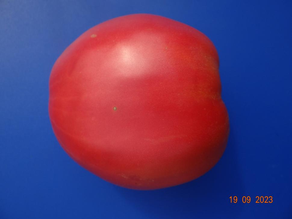 Cum a pierdut România ceapa aurie de Buzău, roșiile „inimă de bou” şi pepenii de Lovrin: „Nu le mai putem revendica” 976902