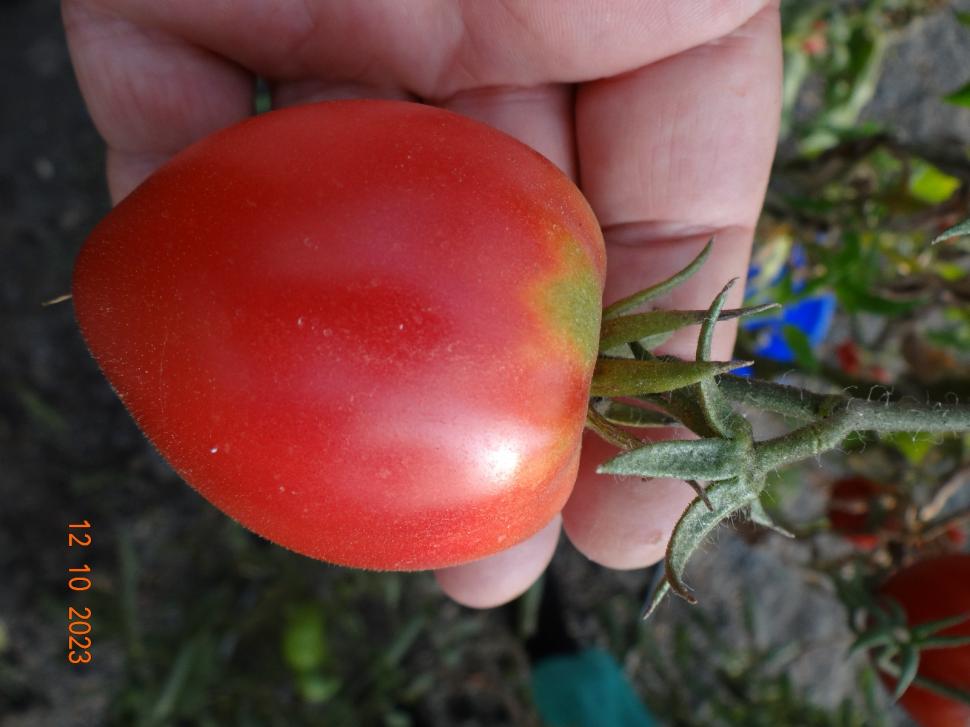 Cum a pierdut România ceapa aurie de Buzău, roșiile „inimă de bou” şi pepenii de Lovrin: „Nu le mai putem revendica” 976903