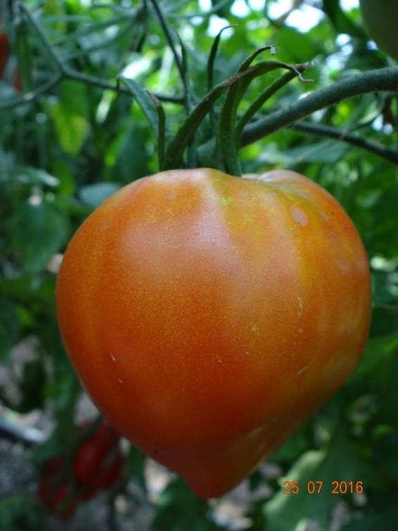 Cum a pierdut România ceapa aurie de Buzău, roșiile „inimă de bou” şi pepenii de Lovrin: „Nu le mai putem revendica” 976904