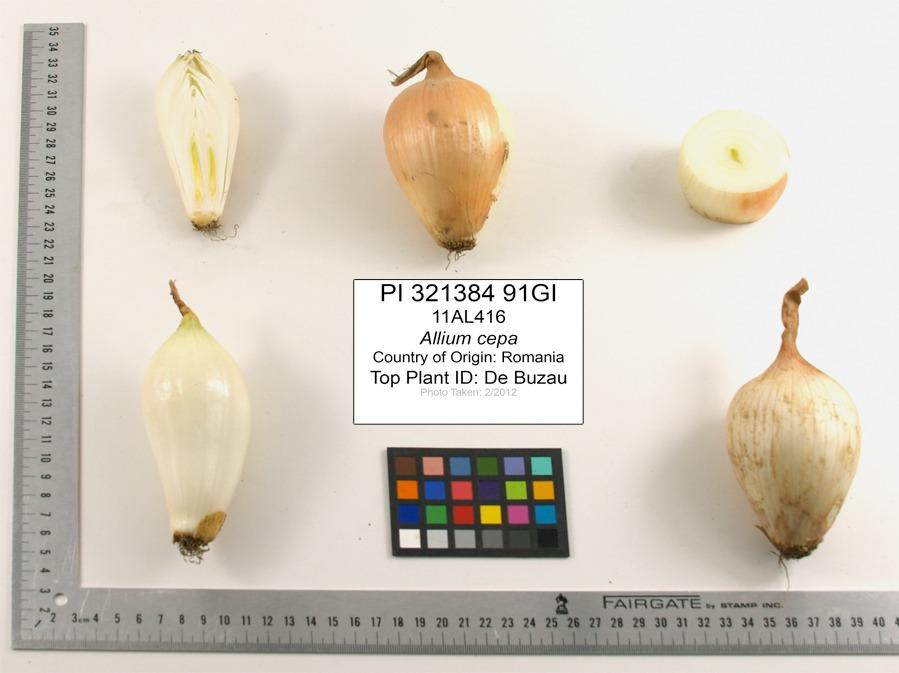 Cum a pierdut România ceapa aurie de Buzău, roșiile „inimă de bou” şi pepenii de Lovrin: „Nu le mai putem revendica” 976905