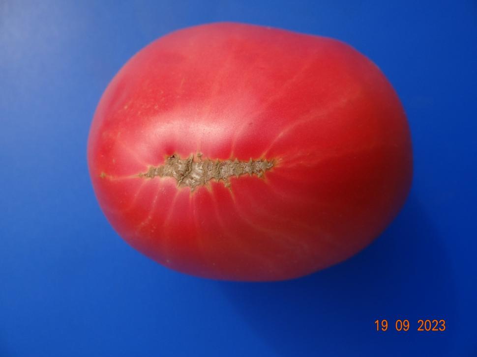 Cum a pierdut România ceapa aurie de Buzău, roșiile „inimă de bou” şi pepenii de Lovrin: „Nu le mai putem revendica” 976906