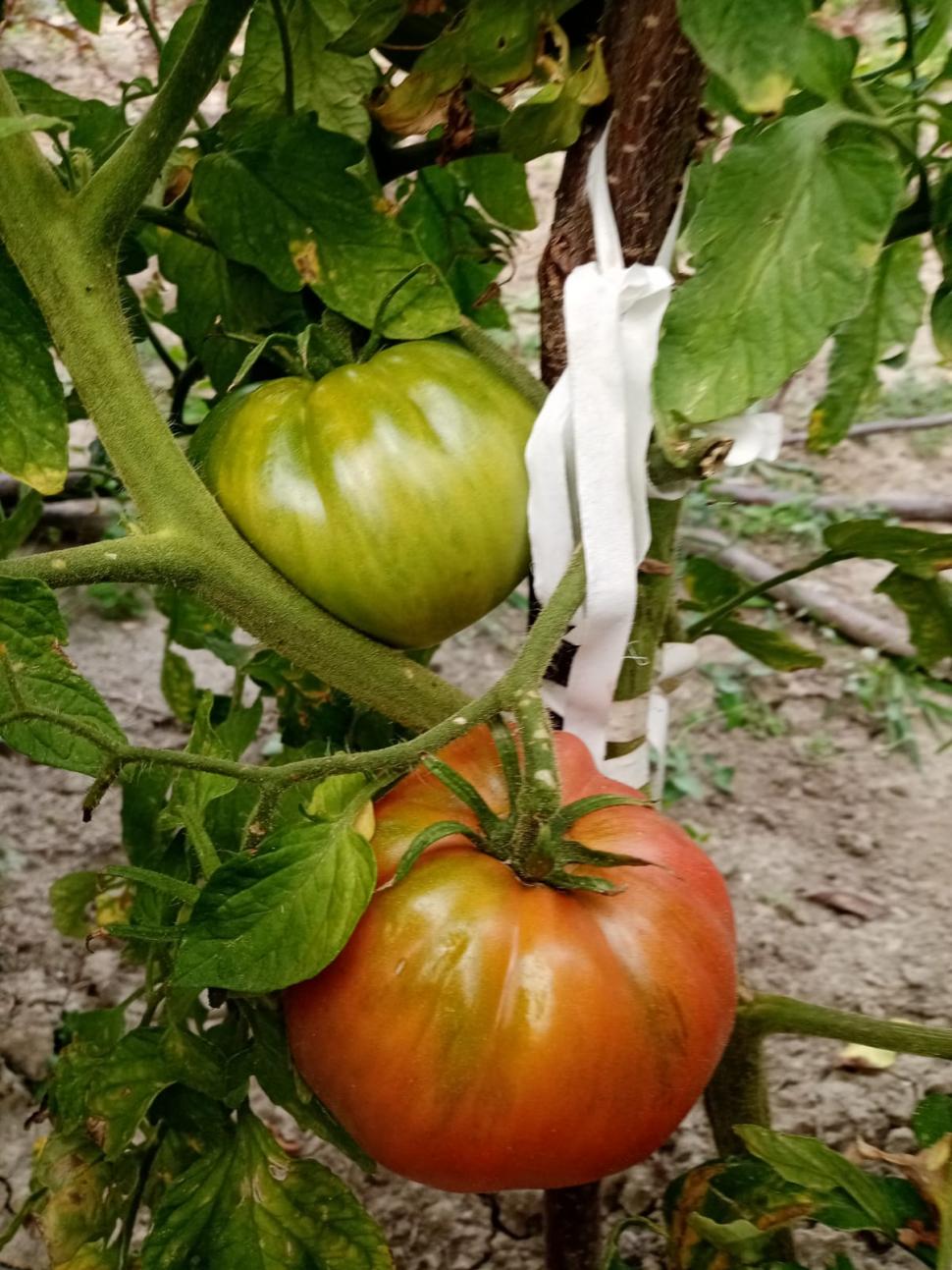 Cum a pierdut România ceapa aurie de Buzău, roșiile „inimă de bou” şi pepenii de Lovrin: „Nu le mai putem revendica” 976909